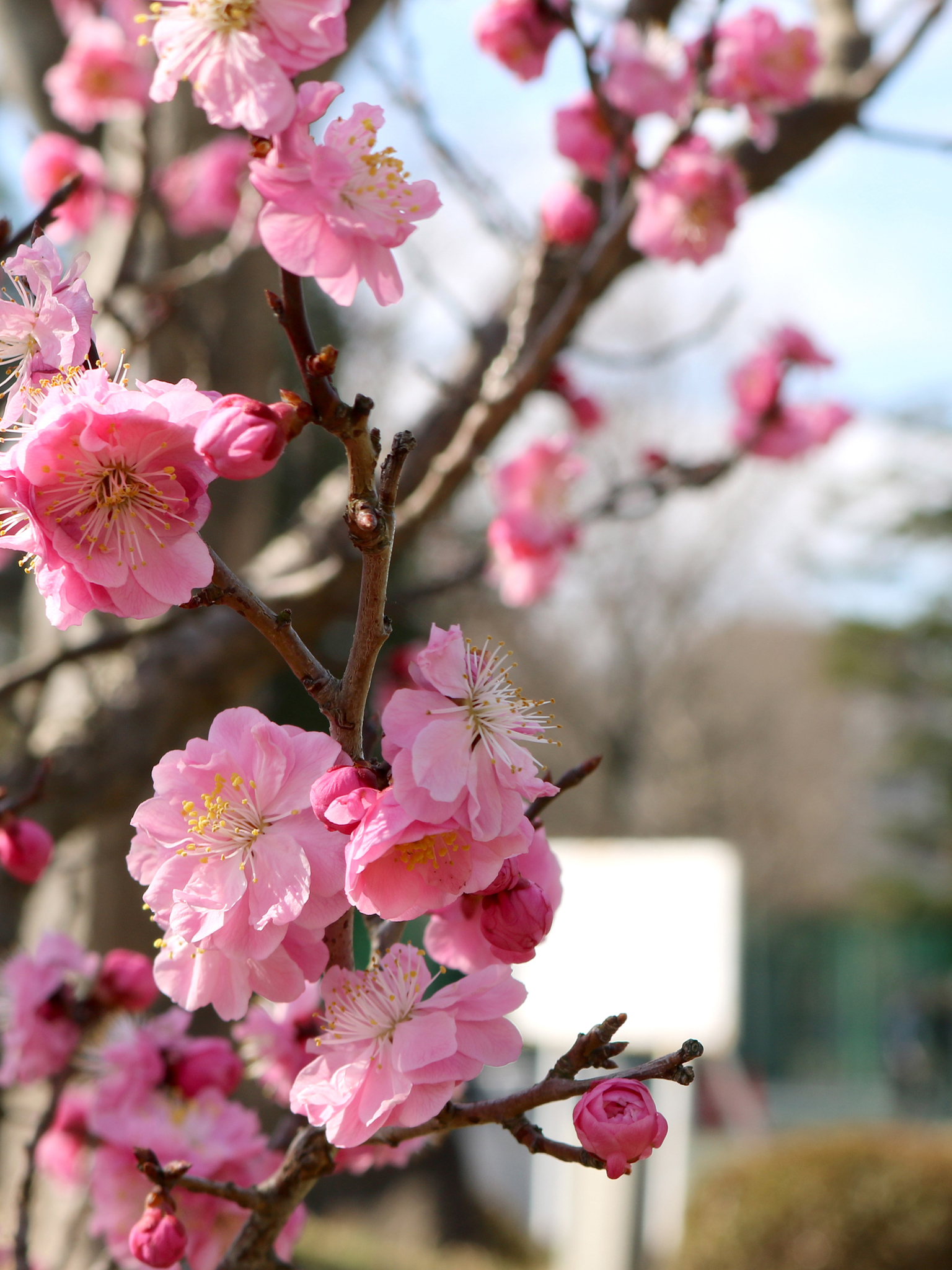 18年3月 三田学園中学校 高等学校