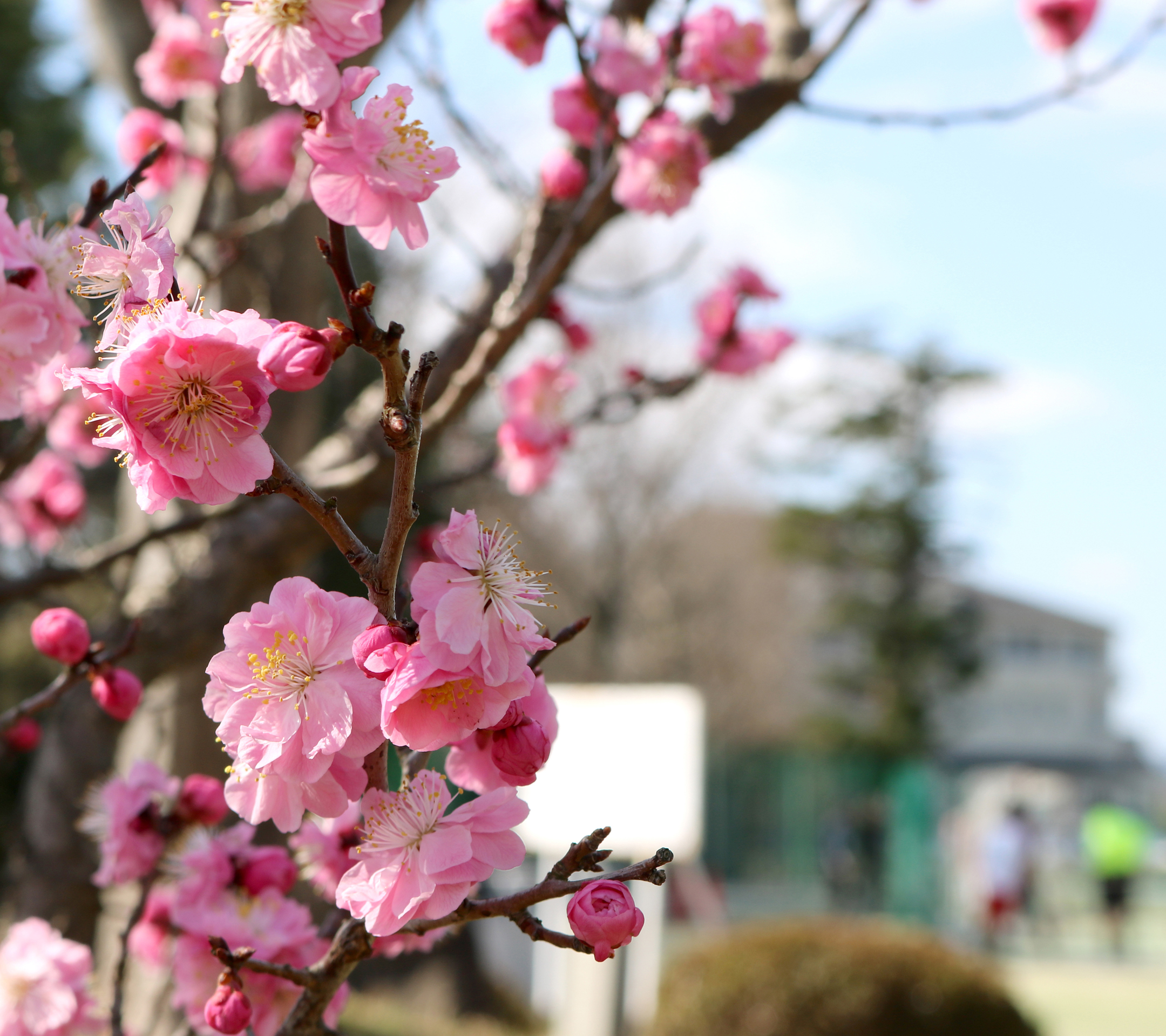 18年3月 三田学園中学校 高等学校 18年3月 三田学園中学校 高等学校