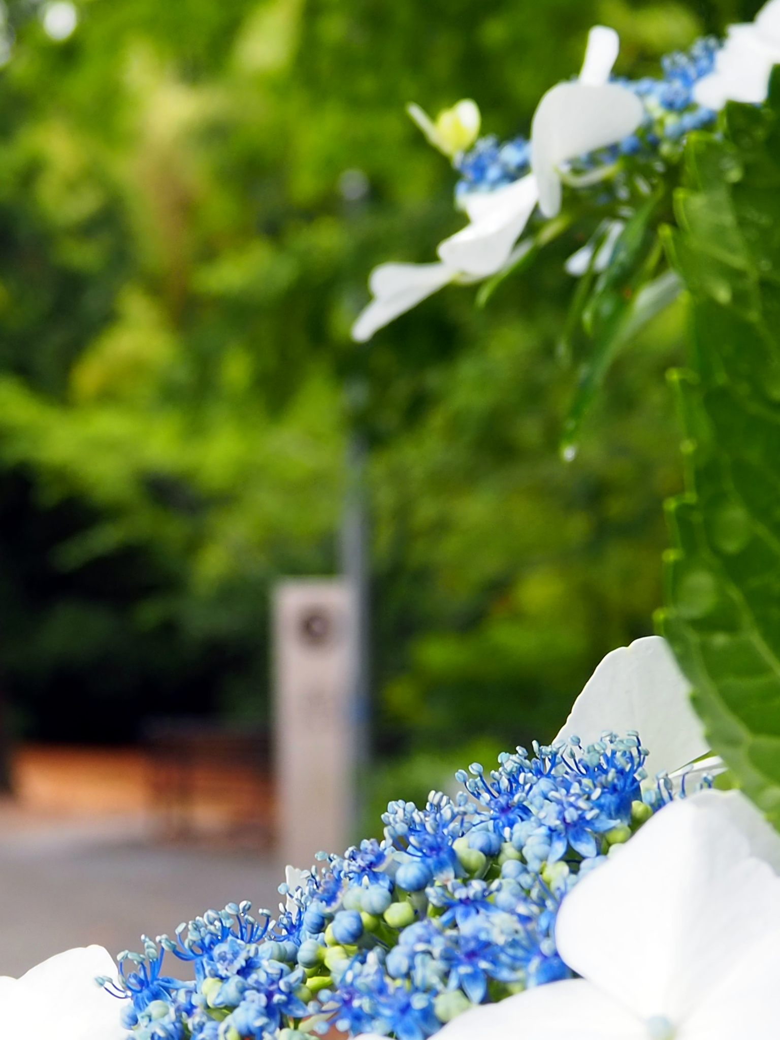 18年6月 三田学園中学校 高等学校