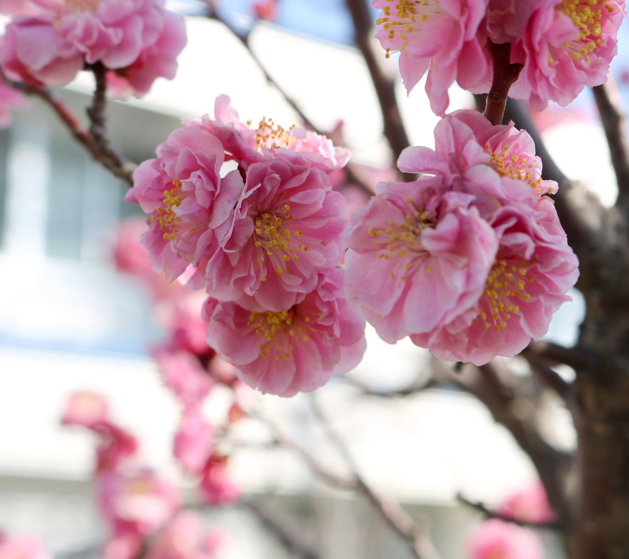 19年3月 Wallpapers 三田学園中学校 高等学校 19年3月 Wallpapers 三田学園中学校 高等学校