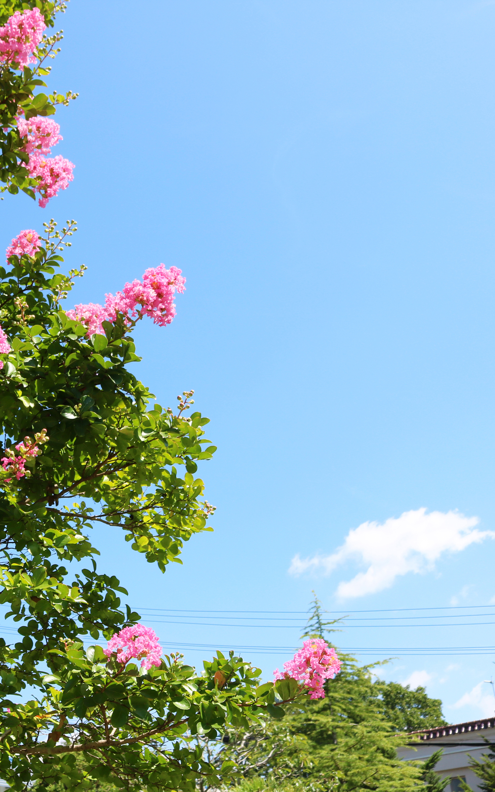 Wallpapers 三田学園中学校 高等学校